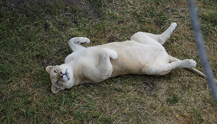 Львица в парке Тайган